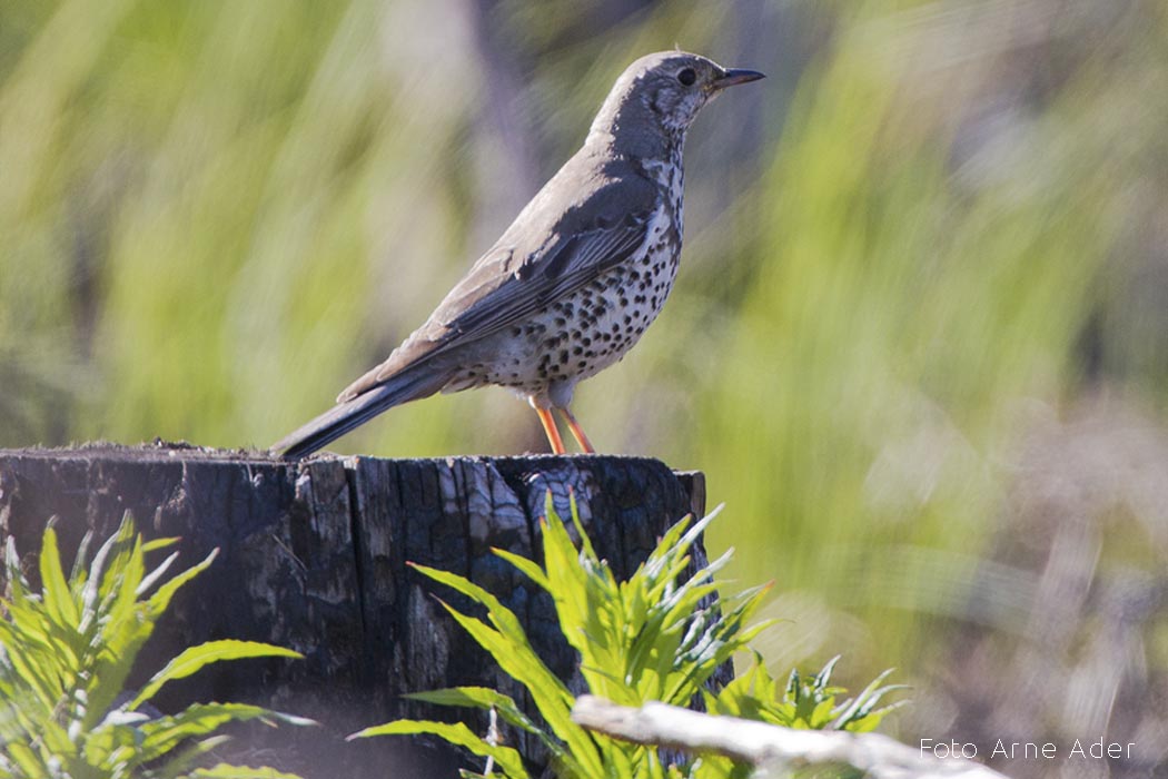 Hoburästas Arne Ader