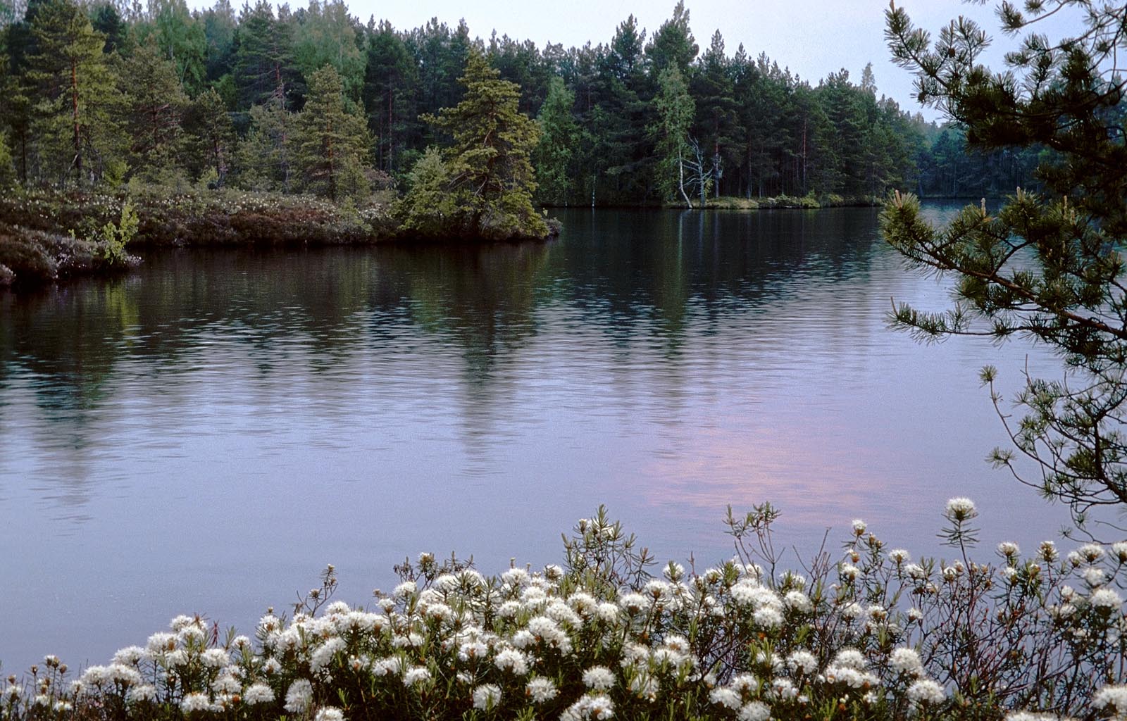 Huumustoiteline järv Foto Arne Ader