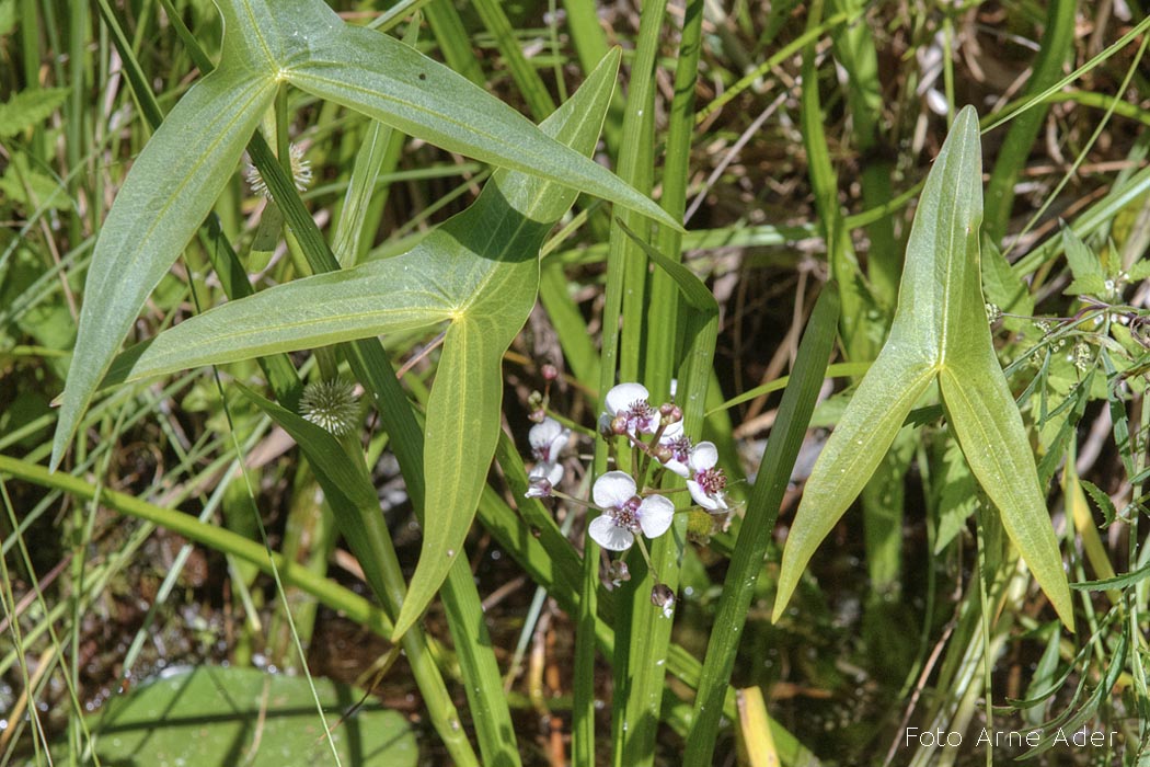 Jõgi-kõõlusleht Arne Ader