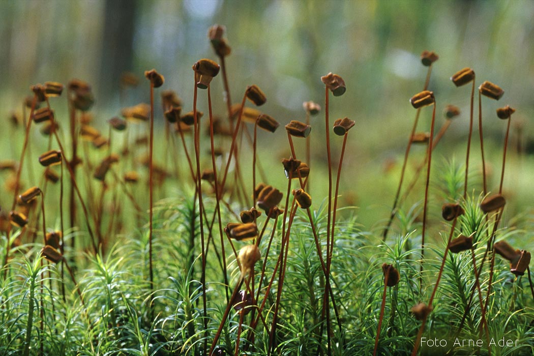 Karusammal Arne Ader