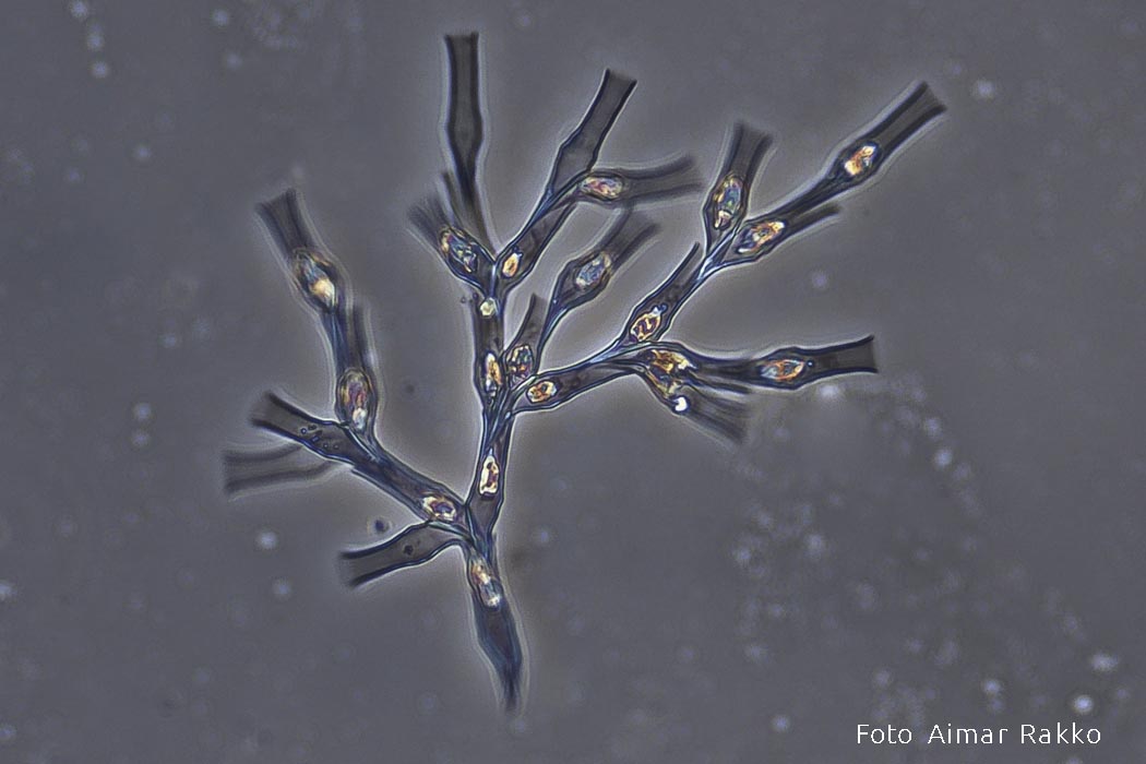 Koldvetikas Aimar Rakko