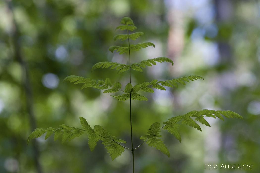 Kolmissõnajalg Arne Ader