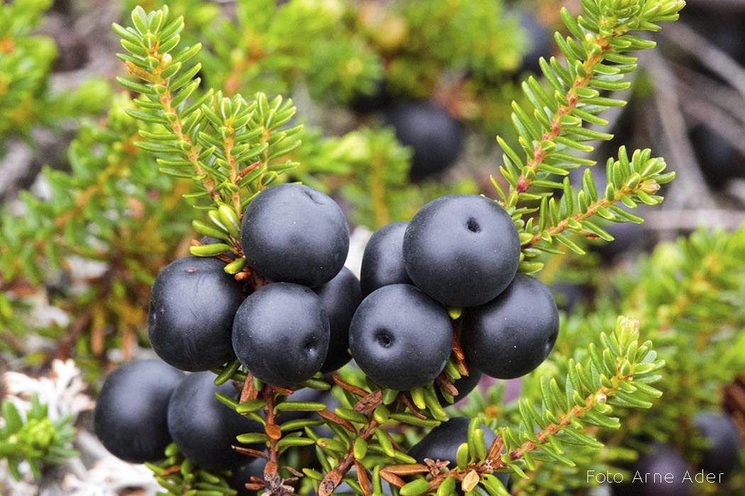 Kukemari Foto Arne Ader