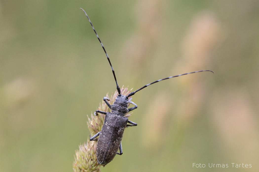 Kuuse-puidusikk Urmas Tartes