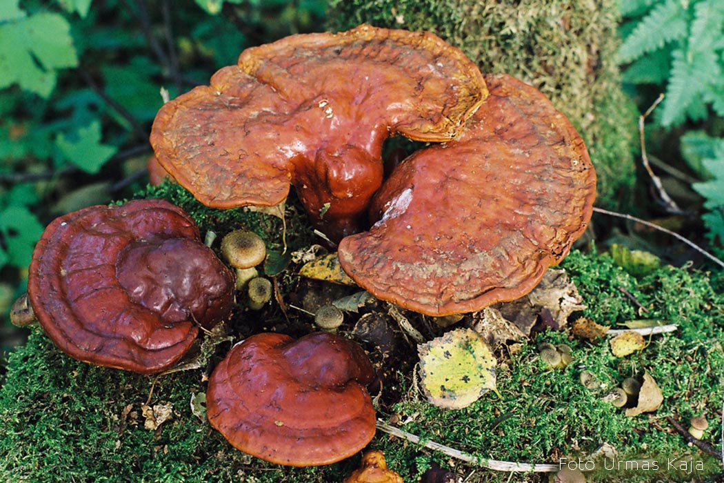 Läikvaabik Urmas Kaja