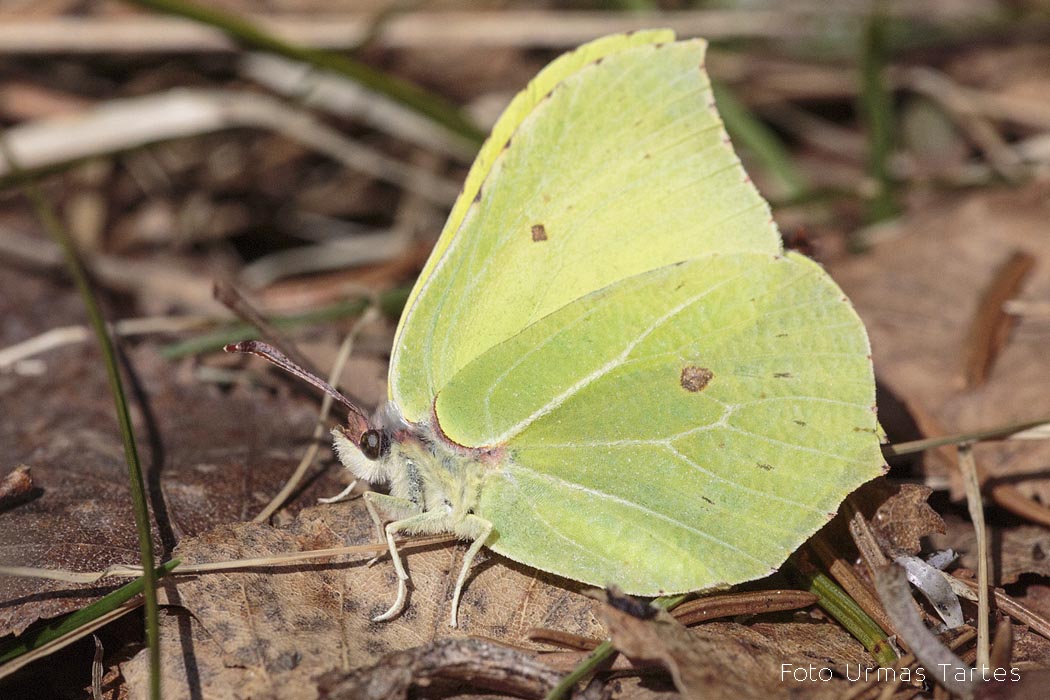 Lapsuliblikas Urmas Tartes