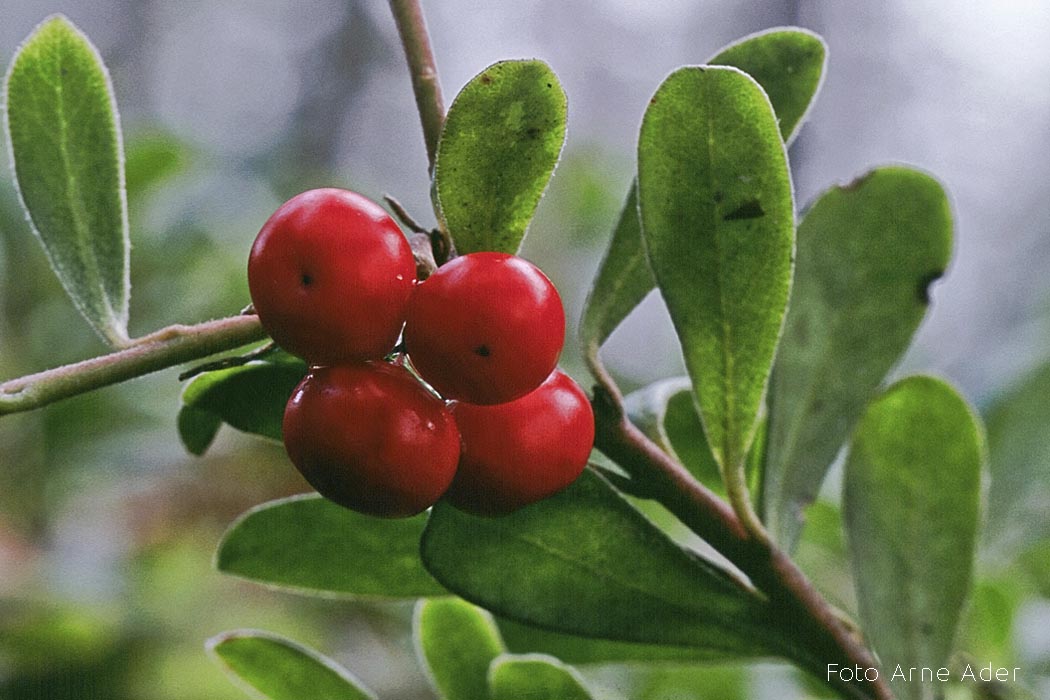 Leesikas Foto Arne Ader
