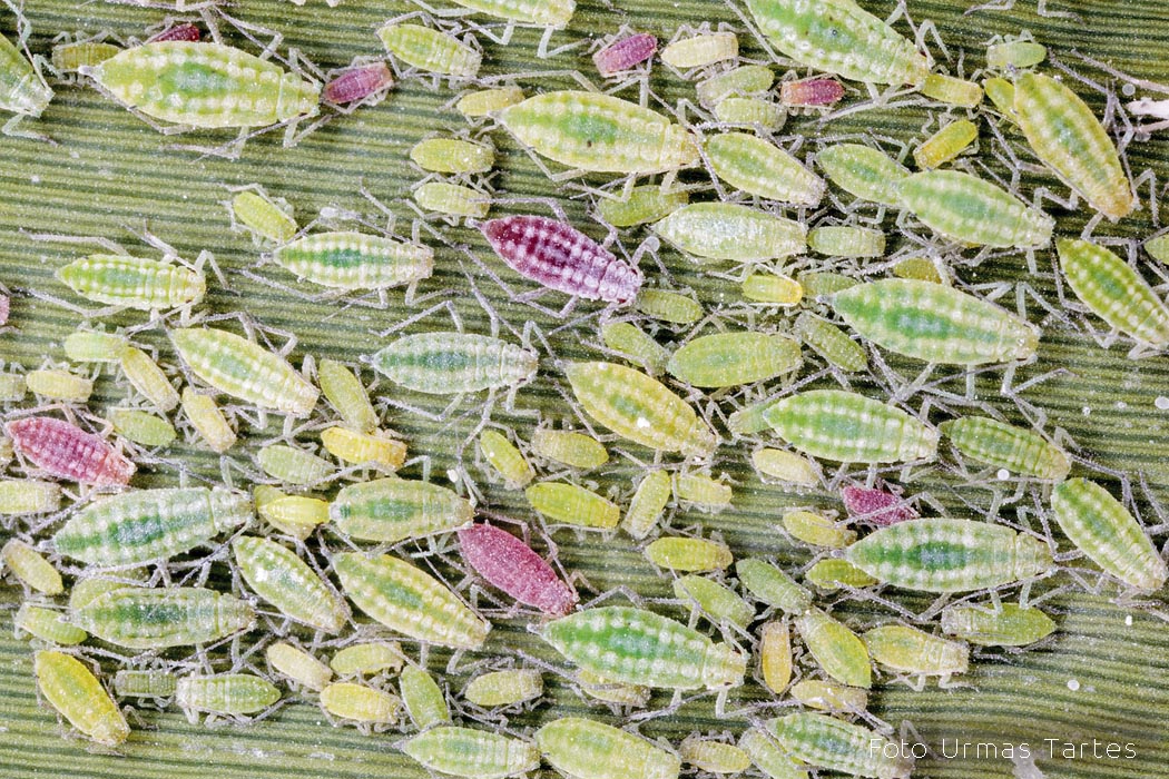 Lehetäid Urmas Tartes