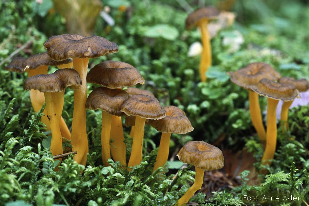 Lehter-kukeseen Arne Ader