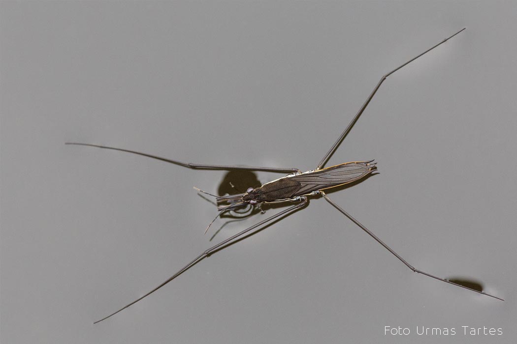 Liuskur Urmas Tartes