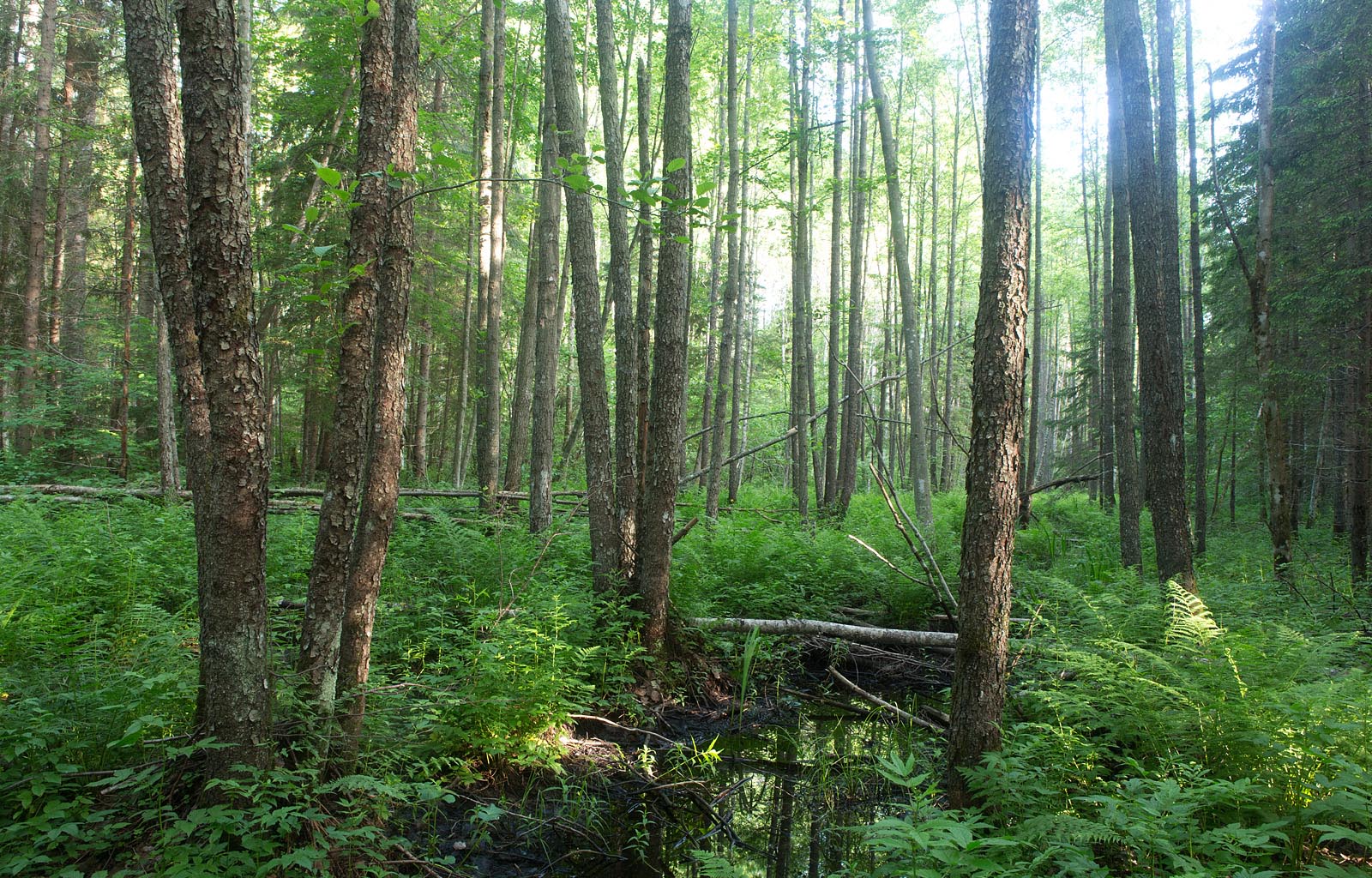 Lodumets Foto Arne Ader