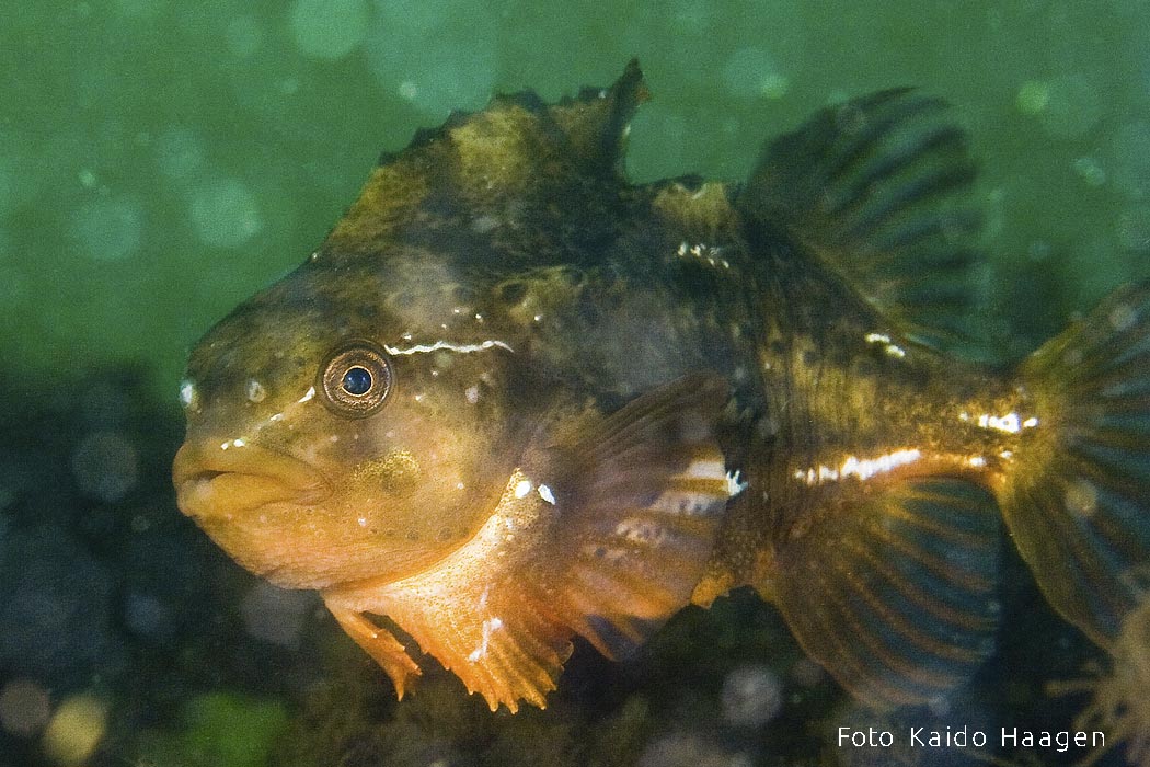 Merivarblane Kaido Haagen