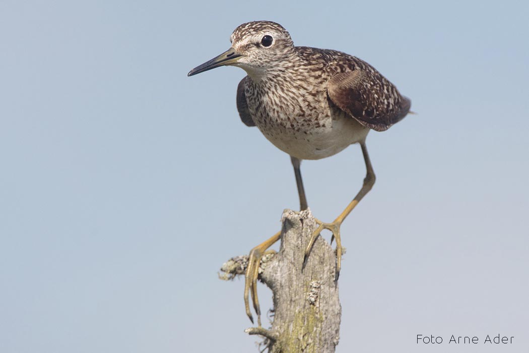 Mudatilder Arne Ader