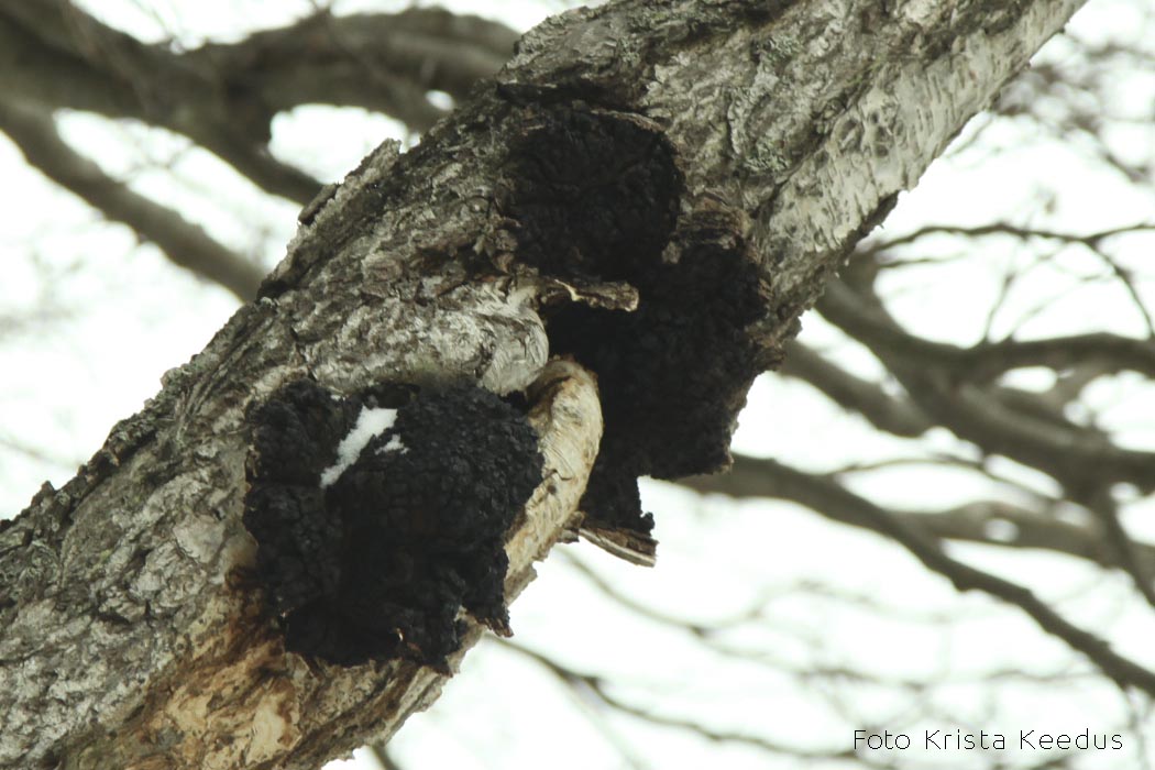 Must pässik Krista Keedus