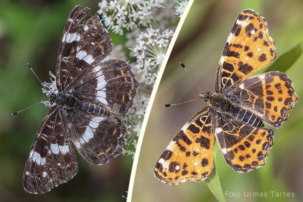 Nõgeseliblikas Urmas Tartes