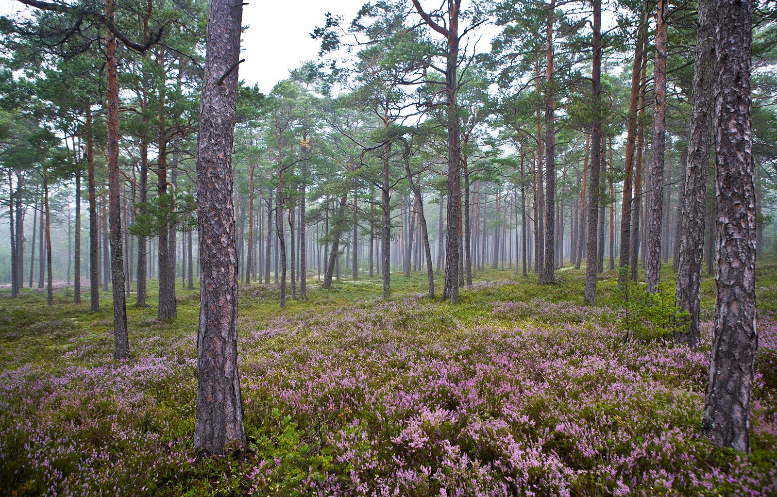 nõmmemets Foto: Arne Ader