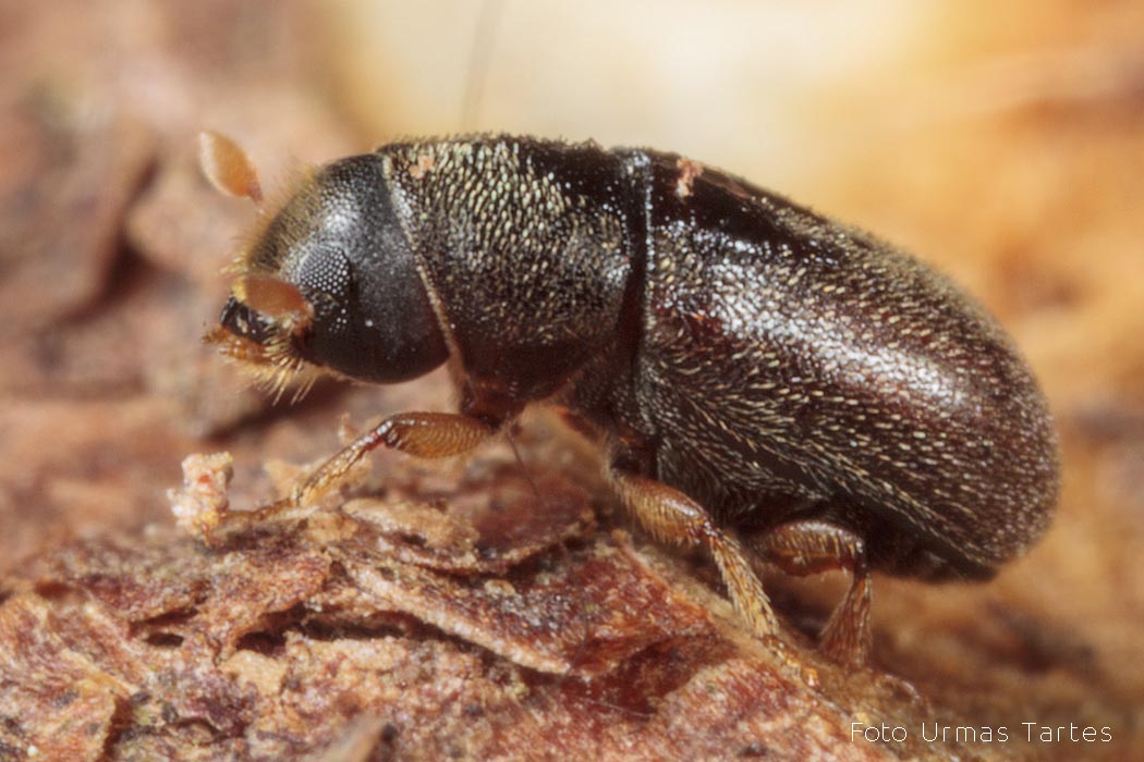 Niineürask Urmas Tartes