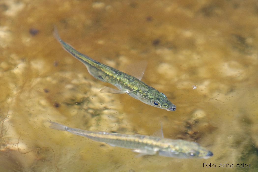 Ogalik Foto Arne Ader