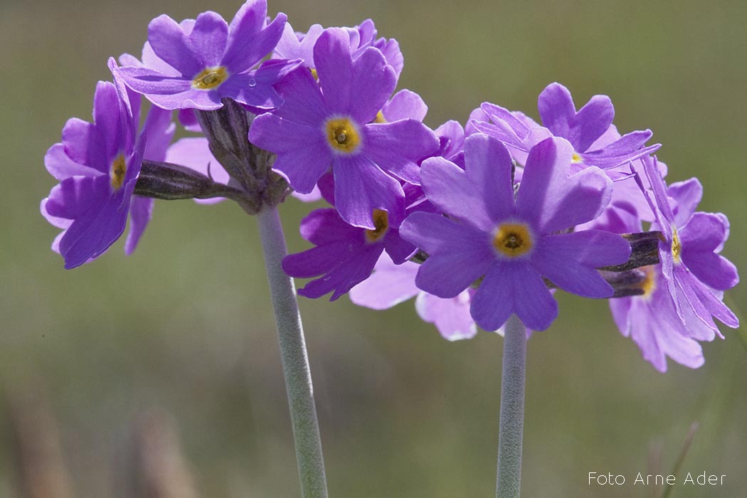 Pääsusilm Arne Ader