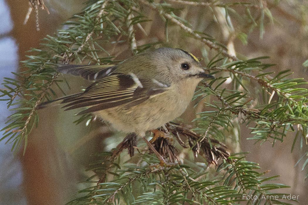 Pöialpoiss Arne Ader