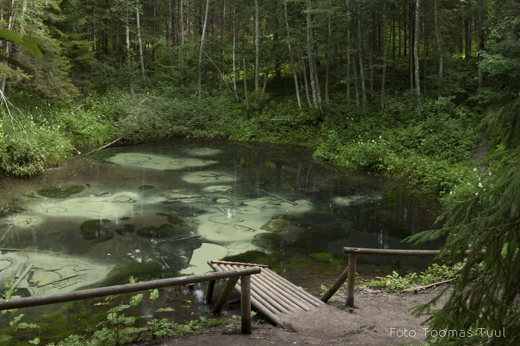 Püha allikas Foto Toomas Tuul
