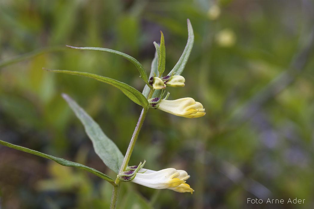 Palu-härghein Arne Ader