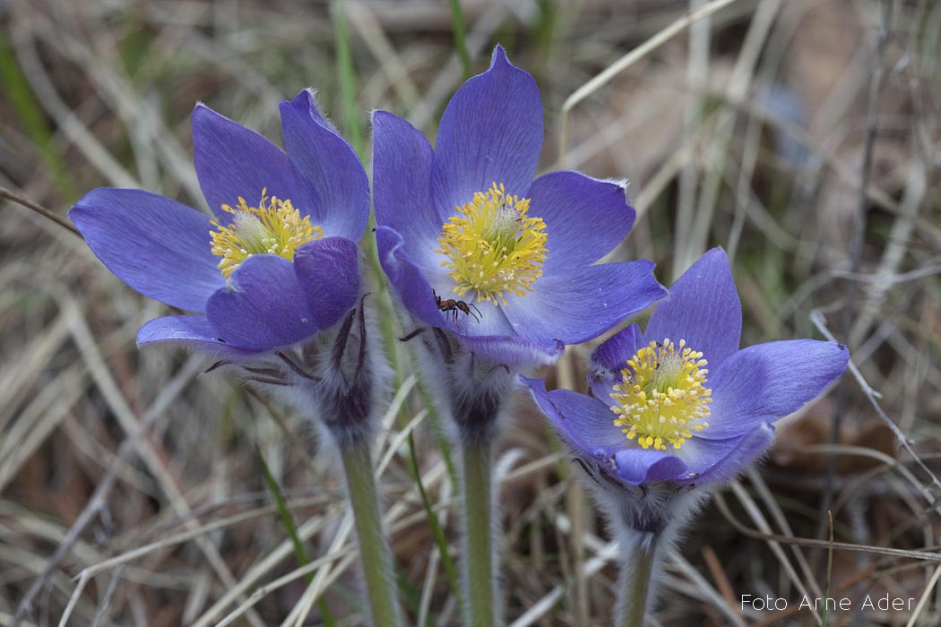 Palu-karukell Foto Arne Ader