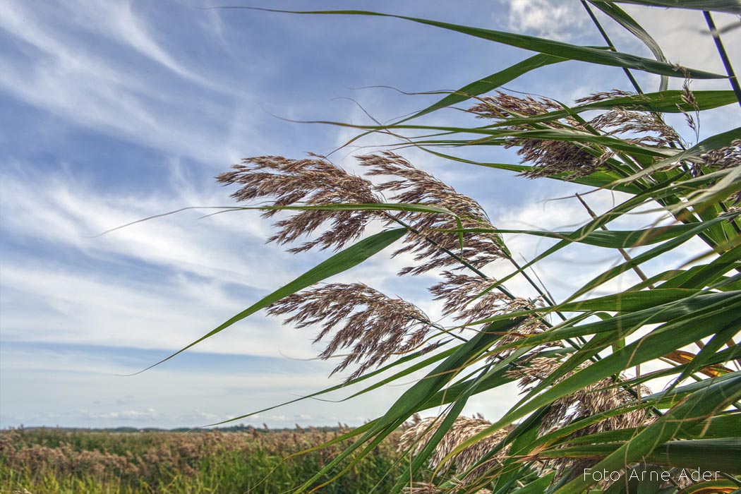 Pilliroog jõgedes Arne Ader