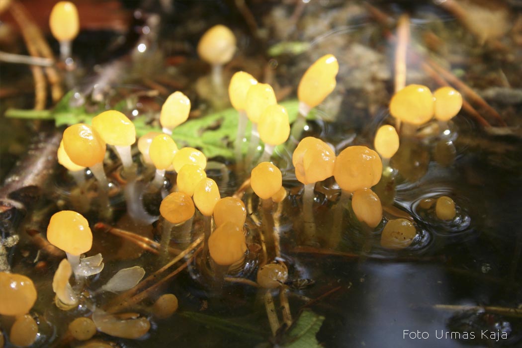 Pisipahtlik Urmas Kaja