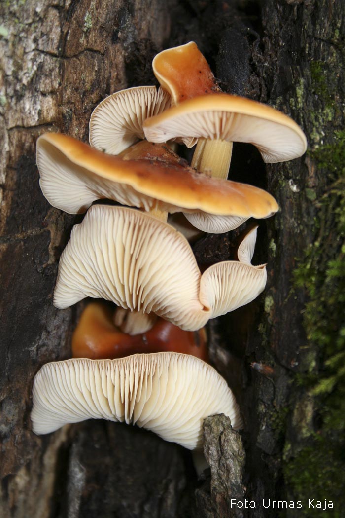 Puidu-sametkõrges Urmas Kaja