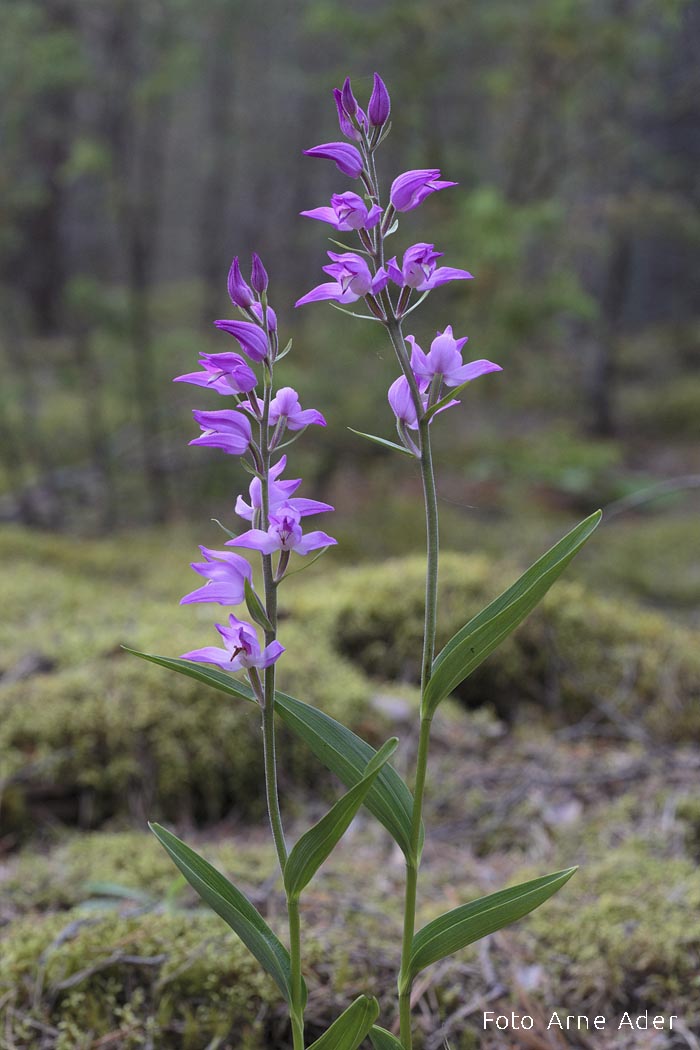 Punane tolmpea Arne Ader