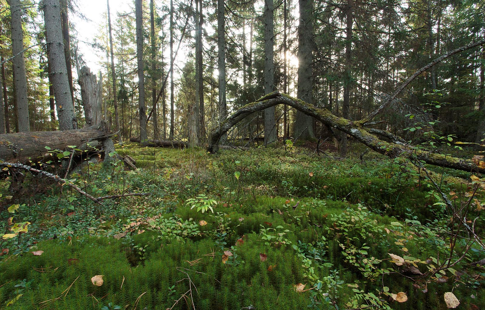 Rabastuv mets Foto Arne Ader