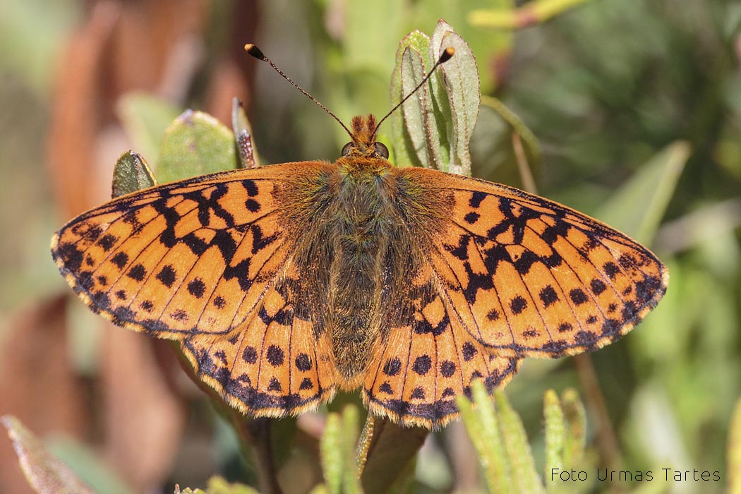 Sootäpik Urmas Tartes