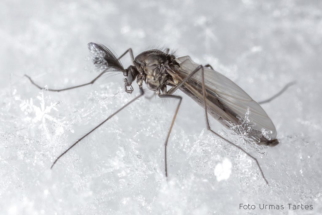 Surusääsed Urmas Tartes