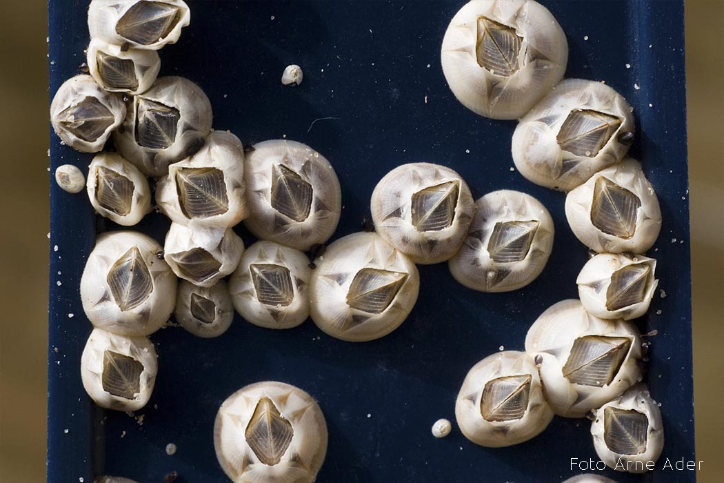 Tõruvähk Arne Ader