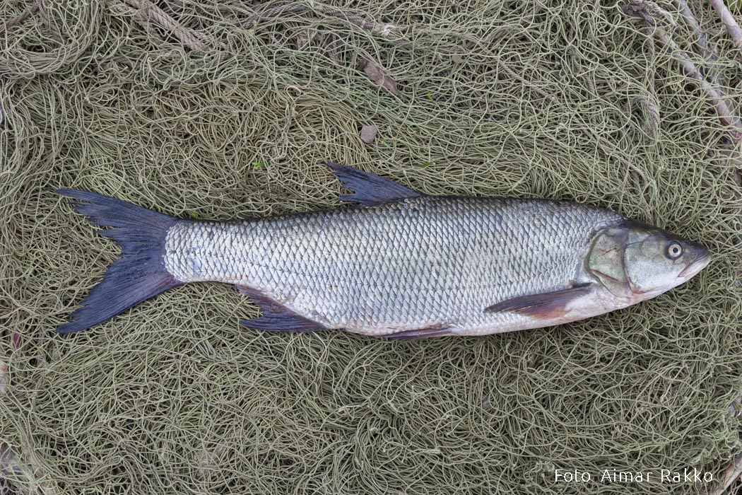 Tõugjas Aimar Rakko