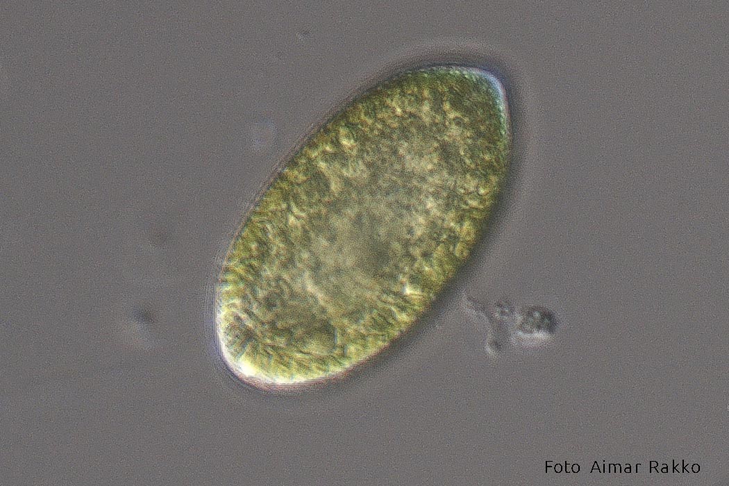 Tativetikas Aimar Rakko