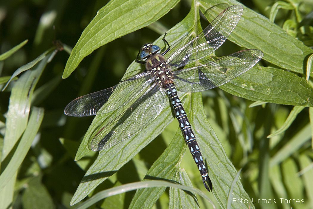 Tondihobu Urmas Tartes