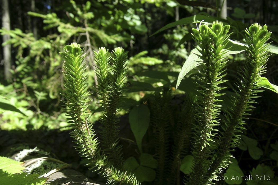 Ungrukold Anneli Palo