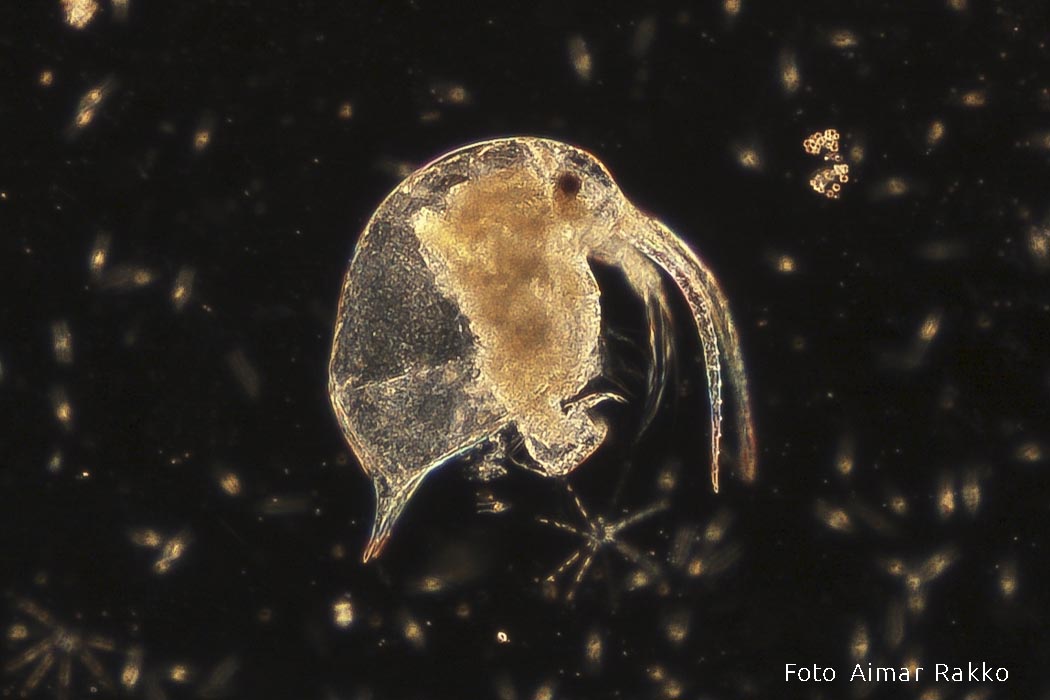 Väike nokik Aimar Rakko