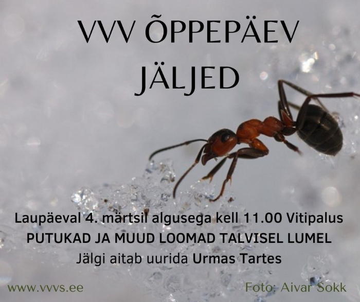 Fotol sipelgas lumel