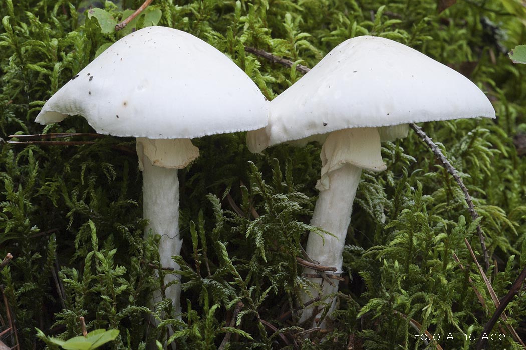 Valge kärbseseen Arne Ader