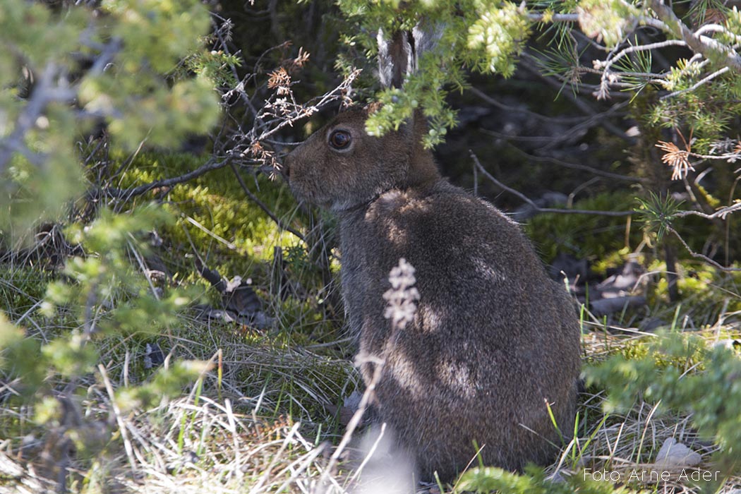 Valgejänes Arne Ader