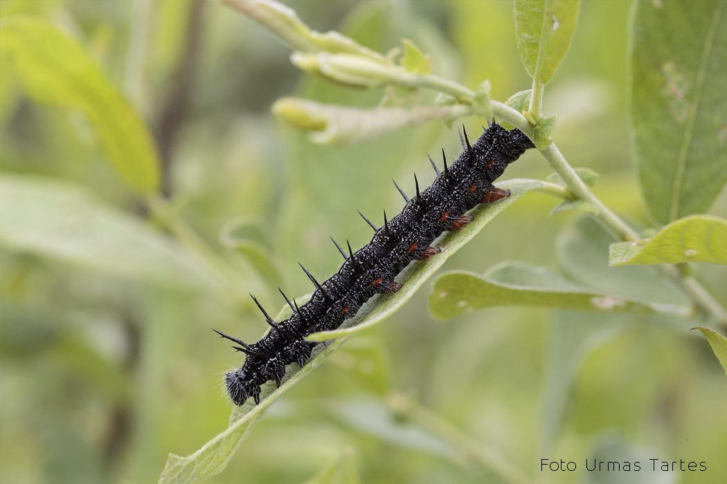 Valgetähn-pajuliblikas Urmas Tartes