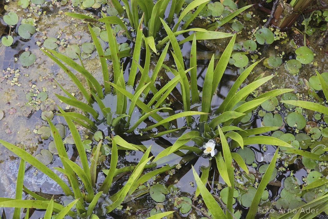 Vesikarikas ja konnakilbukas Arne Ader