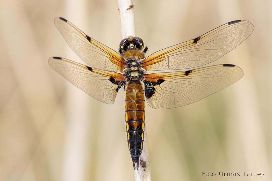 Vesikiil Urmas Tartes