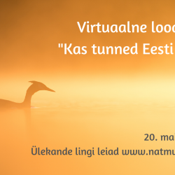 Tuttpütt järvel päikeseloojangu ajal. Järvevesi ja taust on kuldne oranž, vasakul keskel on vees ujuva tuttpüti siluett.Foto: Kalmer Lehepuu.