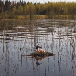 Esiplaanil järv, hõre roostik, taamal mets. Vee peal on tuttpüti pesa.