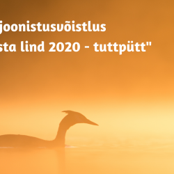 Kollakas-oranžil loojangu taustal on järvel ujuva veelinnu siluett