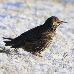 Talvel on kuldnokk puhkesulestikus ning üleni kaetud kollakasvalgete tähnidega. Ka kuldnoka kollane nokk on talvel hoopis must.